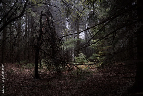 Obraz 
exploring the forest near me