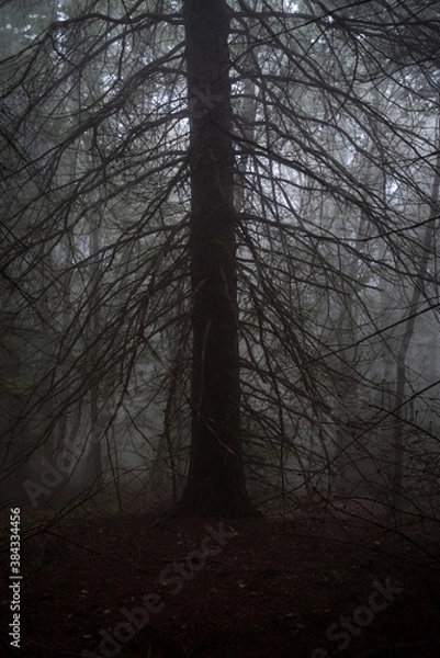 Obraz 
exploring the forest near me