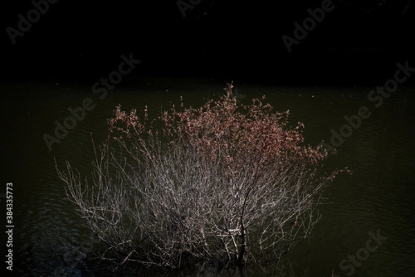 Obraz 
making close-ups in the woods