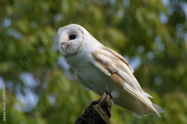 Obraz Barn owl