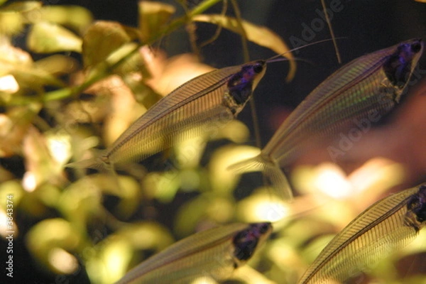 Obraz Transparent tropical fish