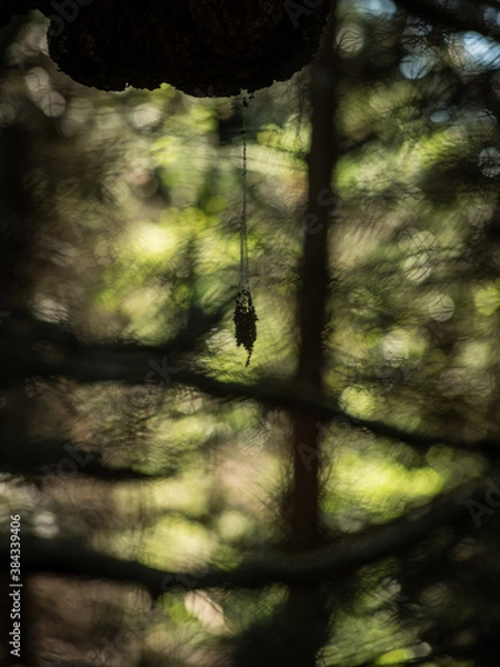 Obraz 
making close-ups in the woods