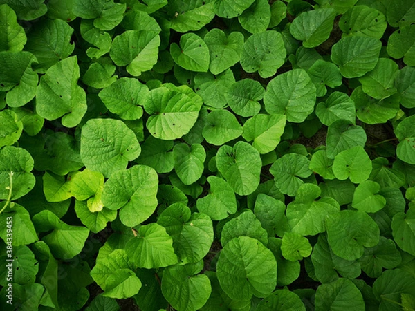 Obraz Green leaves pattern background, Natural background and wallpaper