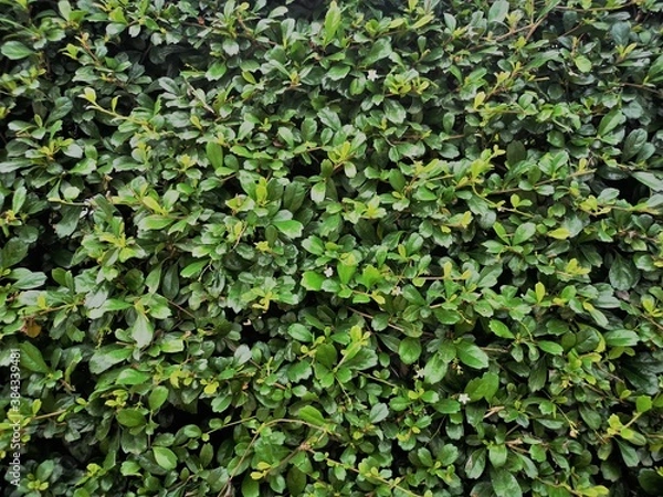 Obraz nature green leaves wall texture.