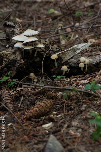 Obraz 
making close-ups in the woods