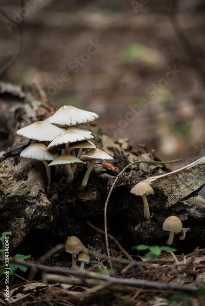 Obraz 
making close-ups in the woods