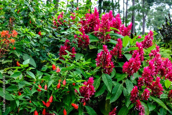 Fototapeta Pink and red flowers on top of green bush in a forrest in cuba
