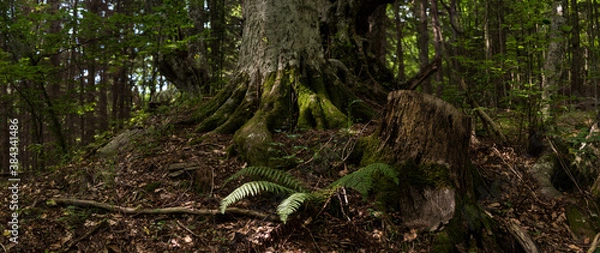 Obraz 
exploring the forest near me