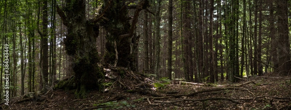 Obraz 
exploring the forest near me