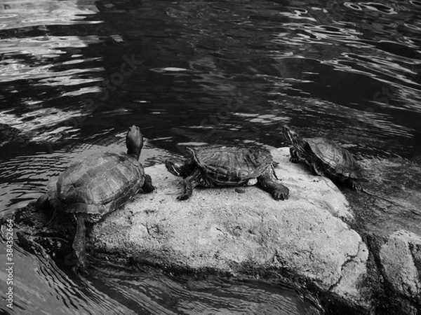 Obraz Little turtles on a rock