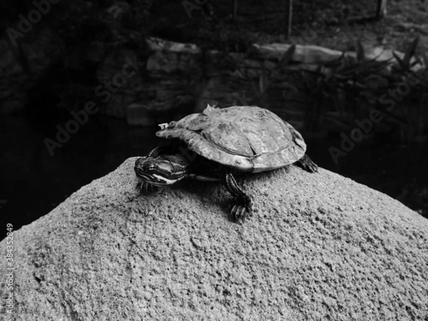Obraz Little turtle on a rock