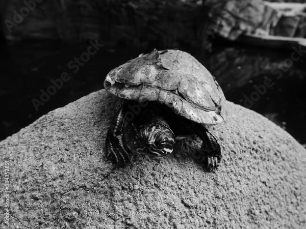 Obraz Little turtle on a rock