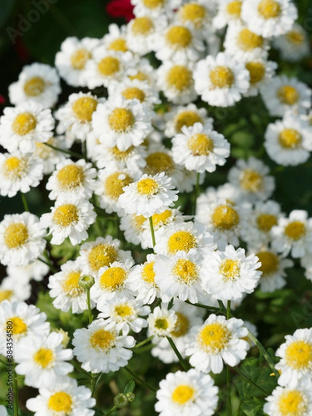 Fototapeta (Tanacetum oder Chrysanthemum parthenium) Weiße Blütenköpfe von Mutterkraut oder Zierkamille 
