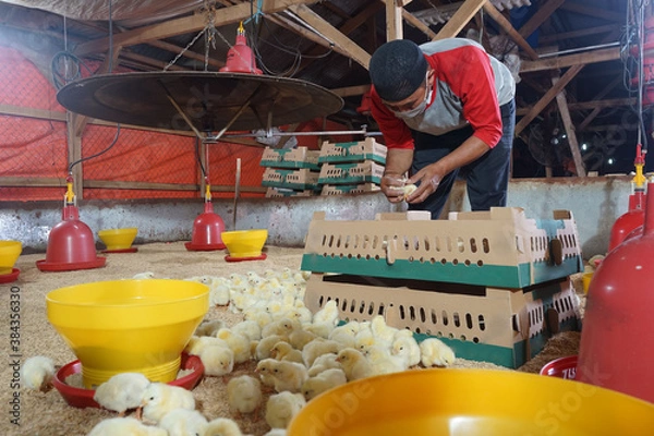 Obraz Someone is examining some chickens