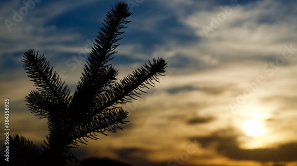 Fototapeta Sunset glow clouds and pine needles. The focus is on the back.