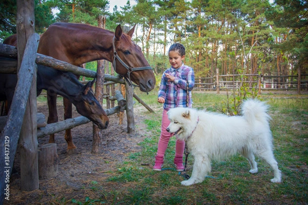 Fototapeta In summer, on the farm, a girl feeds a horse with a foal, and a Samoyed dog stands next to her.