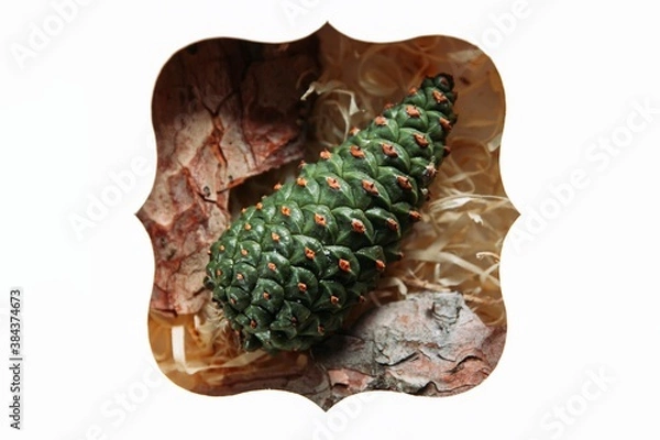 Obraz pine tree young green cone in a box with bark, 
Christmas tree 
