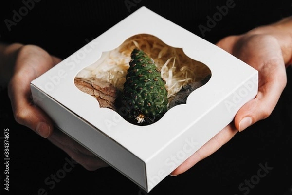 Obraz pine tree young green cone in a box with bark, 
Christmas tree 