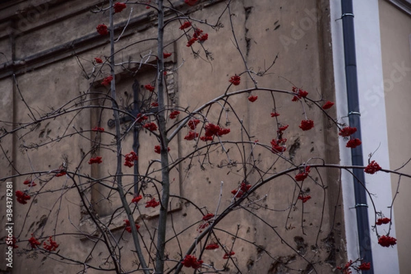 Obraz red rowan berries on the tree