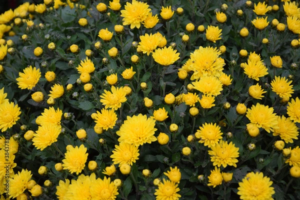 Obraz yellow chrysanthemums