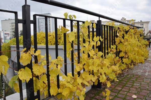 Obraz grape leaves on the fence in autumn