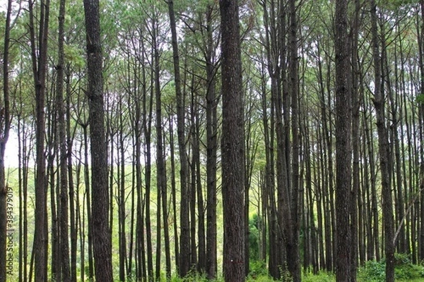 Obraz bamboo forest background , pine wood