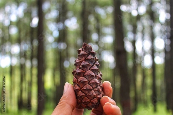 Obraz pine cone in the hands