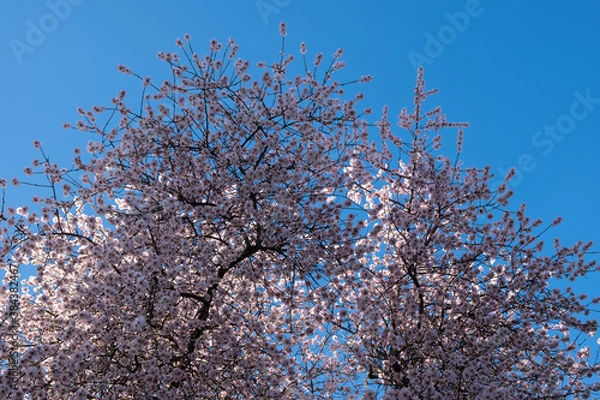 Fototapeta Serie árboles 