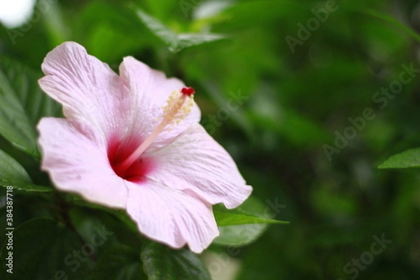 Fototapeta ハイビスカス