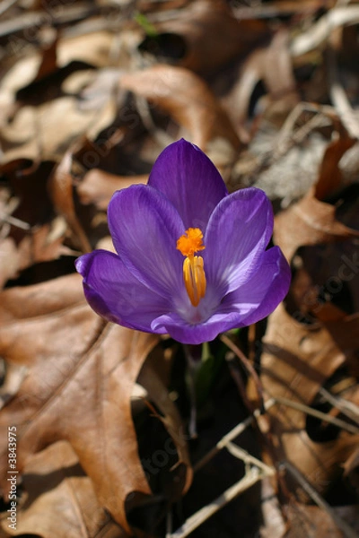 Obraz Purple crocus and brown leaves