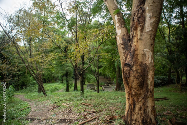 Fototapeta tree in the forest