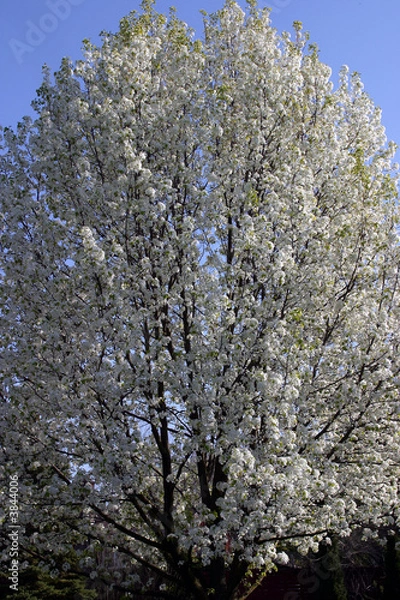 Obraz White tree in springtime with blue sky