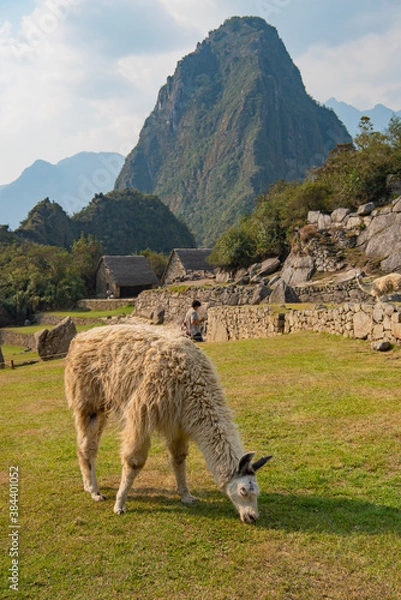 Obraz マチュピチュのリャマ