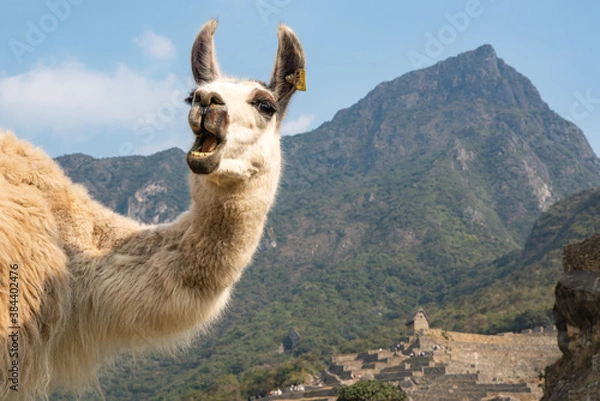 Obraz マチュピチュのリャマ
