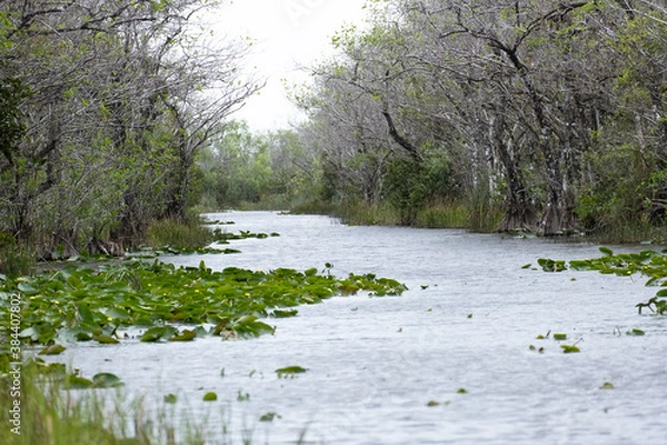 Fototapeta Everglades