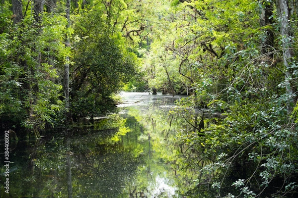 Fototapeta Everglades