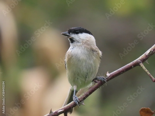 Fototapeta Marsh tit (Poecile palustris) perching on a beautiful tree branch. Beautiful marsh tit perching peeking behind tree trunk.