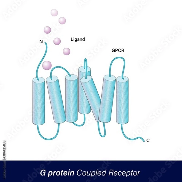 Fototapeta GPCR also known as G protein-coupled receptor of cell signaling vector illustration. isolated on white background.  