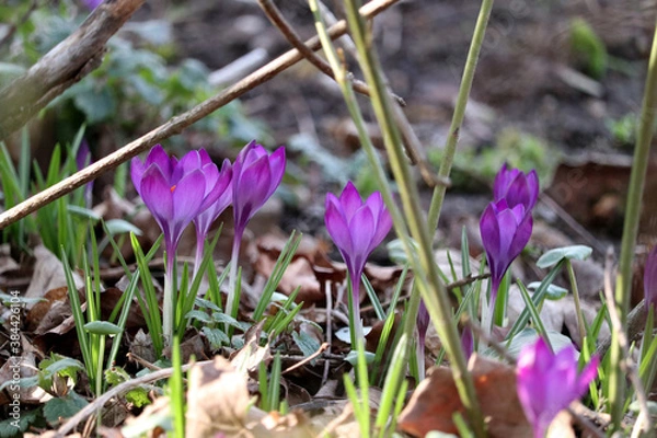 Fototapeta early bloomer crocuses grow bright purple from the ground in the garden in late winter to spring