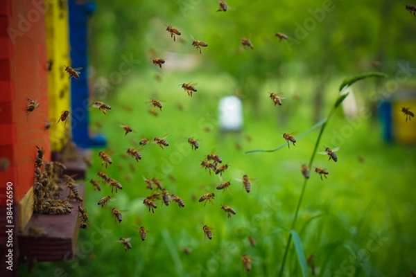 Fototapeta flock of bees flying near the beehive,
honey bee working ,bee in flight
