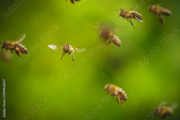 Fototapeta flock of bees flying near the beehive,
honey bee working ,bee in flight