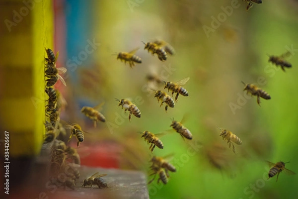Fototapeta flock of bees flying near the beehive,
honey bee working ,bee in flight