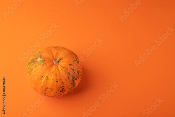 Obraz mini pumpkin side view. bright orange background, space for text