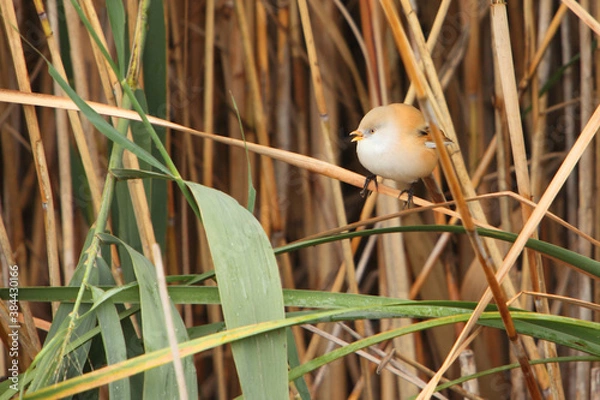 Obraz Bearded Reedling | Panurus Biarmicus