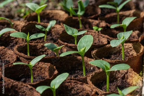 Fototapeta Young green cucumber seedlings in peat pots close up selective focus