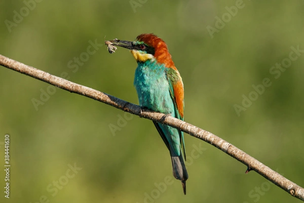 Fototapeta European bee-eater, merops apiaster. The bird is sitting on a beautiful branch.