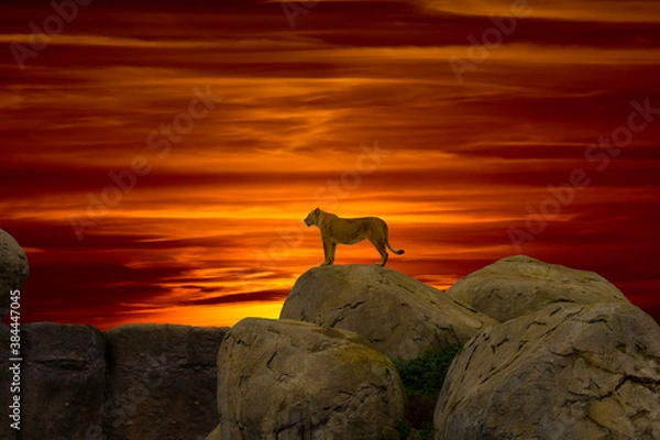 Obraz Lion on the mountain