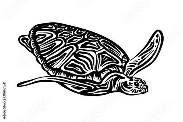 Obraz Hand drawn swimming ornate turtle sketch. Vector black ink drawing animal isolated on white background. Graphic illustration