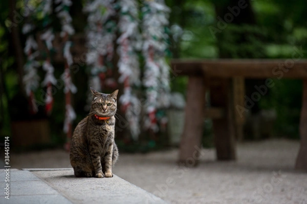 Fototapeta 寺の猫