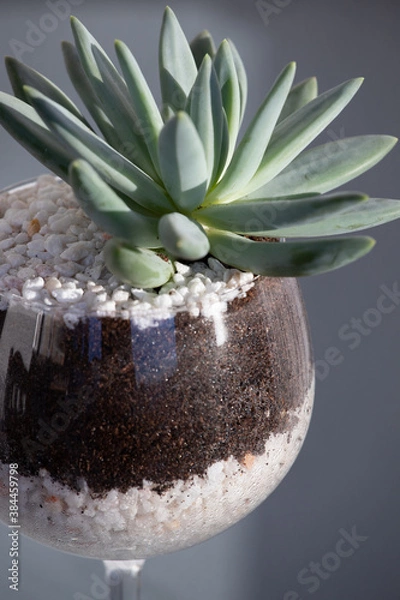 Fototapeta Suculentas